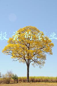 无需投资的创业项目