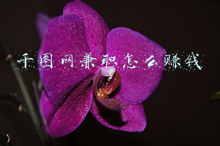 千图网兼职怎么赚钱