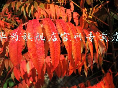 华为旗舰店官网专卖店