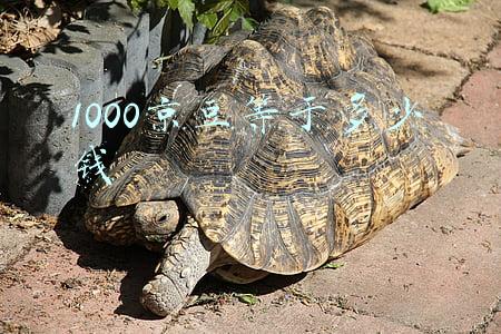 1000京豆等于多少钱