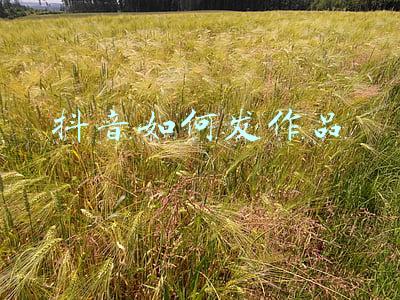 抖音如何发作品定位在其他城市(抖音账号定位新思路)