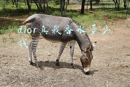 dior真我香水多少钱