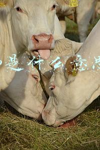 dmp是什么意思啊
