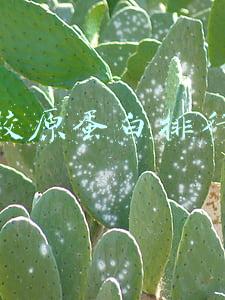 胶原蛋白排行