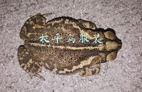 太平鸟服装品牌介绍(太平鸟不放弃抄袭，何来“国货之光”一说？)