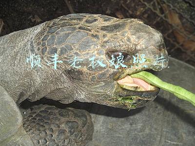 顺丰老板娘照片