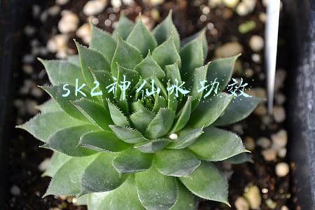 sk2神仙水功效怎么样(撩妹的时候，SK2神仙水的作用不亚于保时捷)