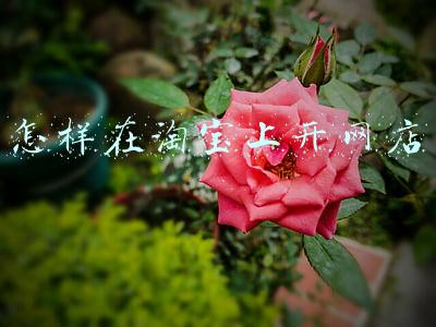 新手怎样在淘宝上开网店(新手怎么在淘宝开店？)