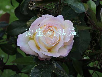 淘宝刷钻石