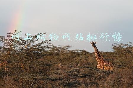 购物平台排行榜(电商行业传来好消息，全球零售250强出炉，天猫京东唯品会齐上榜)