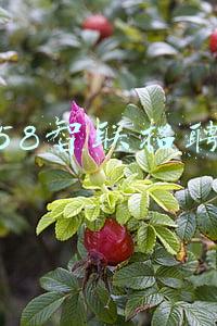 58智联招聘