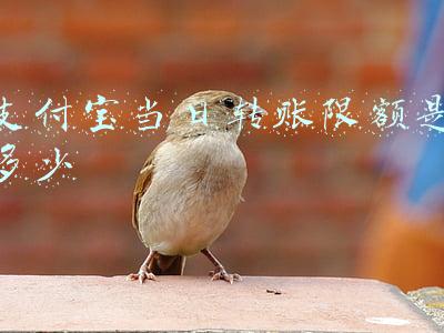 支付宝当日转账限额是多少