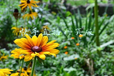 快手直播网页版在哪里(快手电商：2021年直播带货用户举报率下降8.96%，拦截疑似假冒伪劣商品上线6244.6万次)