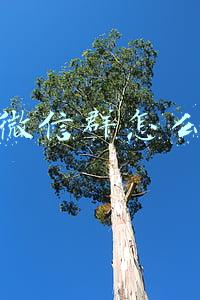 企业微信群怎么建立2000人(企业微信群人数上限是多少？如何突破企业微信群人数上限呢？)
