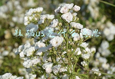 鞋码us是什么意思