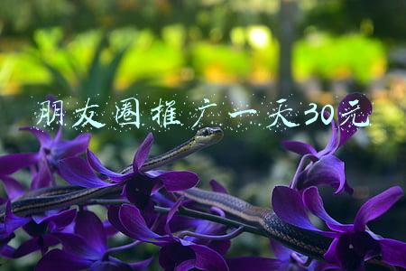 朋友圈推广一天30元