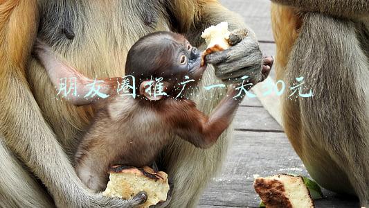 朋友圈推广一天30元