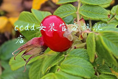 ccdd女装官方旗舰店
