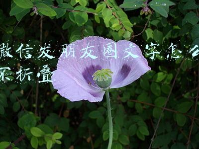 微信发朋友圈文字怎么不折叠
