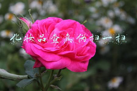 化妆品查真伪扫一扫