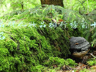 化妆品排行榜前十名(护肤品哪个牌子好用，10大护肤品牌排行榜推荐)