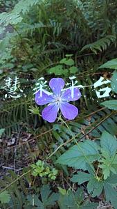 京东慧采平台登录
