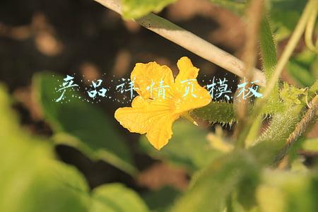 产品详情页模板