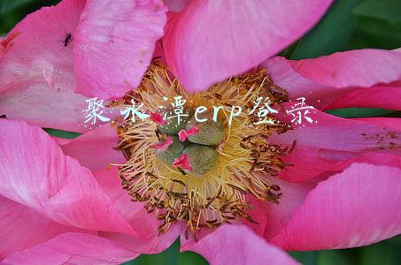 聚水潭erp登录下载(ERP SaaS聚水潭发布“Link+”新战略，为电商创造新价值)