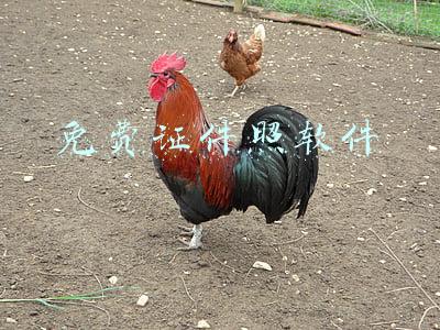 免费证件照软件
