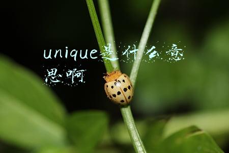 unique是什么意思啊