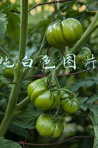 纯白色图片