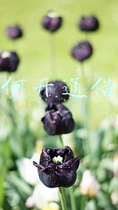 如何开通借呗 支付宝(支付宝借呗在哪里？借呗开通入口不见了是怎么回事？)