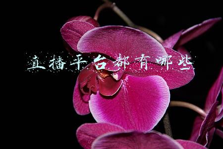 直播平台都有哪些