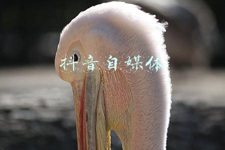 抖音自媒体
