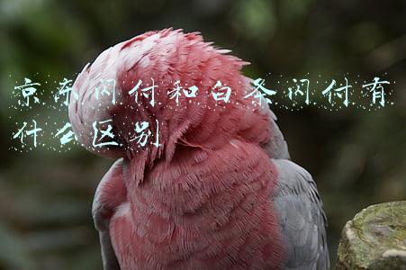 白条和白条闪付的区别(“白条闪付”打通银行账户连接)