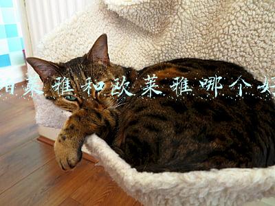 珀莱雅和欧莱雅哪个好