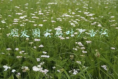 朋友圈卖茶叶广告词