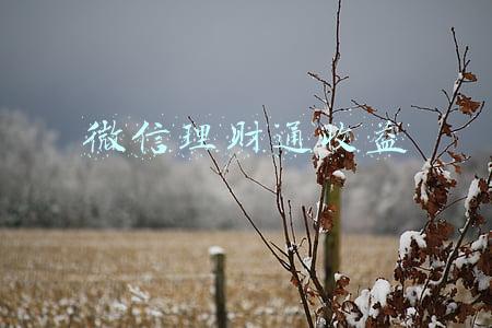 微信理财通收益