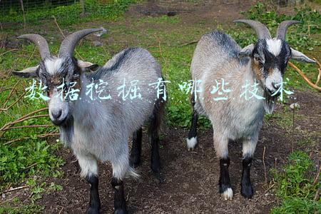 数据挖掘技术(数据挖掘技术在企业的应用和实施)