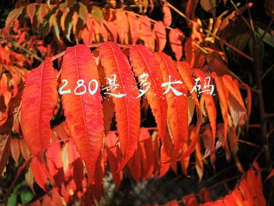 280是多大码