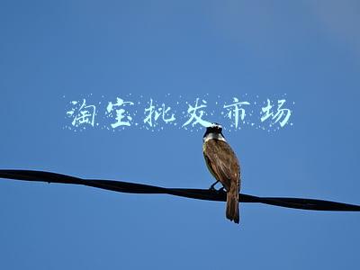 淘宝批发市场