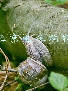 北京电视购物