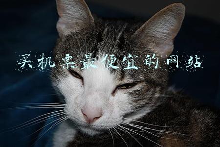 买机票最便宜的网站