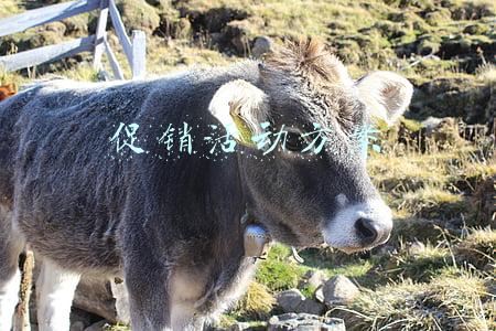 促销活动方案