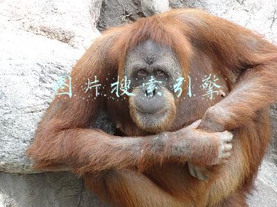 图片搜索引擎