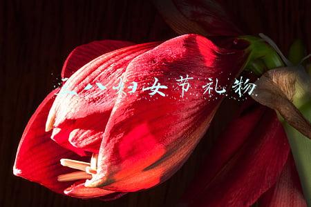 三八妇女节礼物