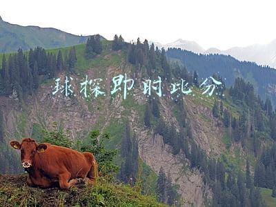 球探即时比分