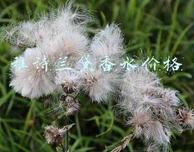 雅诗兰黛香水价格