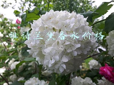 雅诗兰黛香水价格