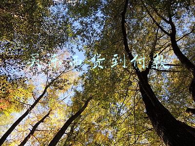 买东西货到付款